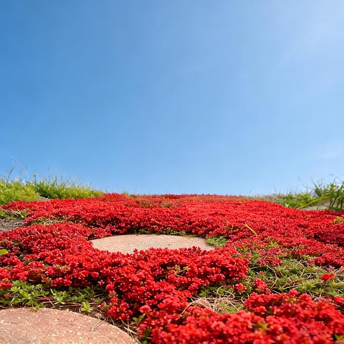 Red Creeping Thyme Ground Cover Flower Seeds for Planting, 20000+pcs Perennial Red Creeping Wild Thymus Seeds, Non-GMO Heirloom Wild Thymus Serpyllum Flower Plants for Home Garden Outdoors