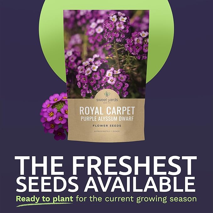 Alyssum Dwarf Purple – Royal Carpet – Large 1 Ounce Seed Packet – 68,000 Flower Seeds for Planting – Lobularia maritima