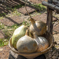 Gourd Seeds - Corsican - 1 Oz ~840 Seeds - Lagenaria siceraria - Farm & Garden Vegetable Seeds - Non-GMO, Heirloom, Open Pollinated, Annual