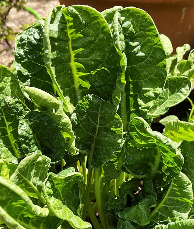 100 + Pcs Seeds Swiss Chard Collection for Planting - Individual Packets of Red Ruby Swiss Chard & Perpetual Spinach Swiss Chard - Non-GMO Heirloom (Perpetual Spinach Swiss Chard)