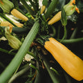 Golden Zucchini - 25 Seeds - Heirloom Yellow Zucchini Variety, Non-GMO Heirloom Zucchini Seeds for Planting Outdoors in The Home Garden, Thresh Seed Company