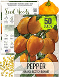 Seed Needs, Orange Scotch Bonnet Hot Pepper Seeds - 60 Heirloom Seeds for Planting Capsicum chinense - Non-GMO & Untreated to Grow an Outdoor Vegetable Garden (1 Pack)