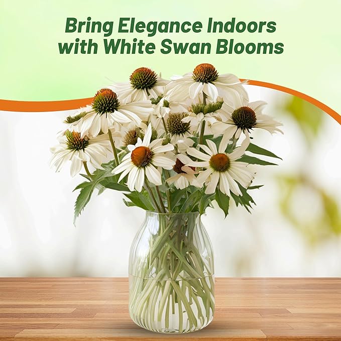 Outsidepride White Swan Echinacea Coneflower Seeds - 1000 Pcs Hardy, Drought-Tolerant Perennial Wildflower Seeds for Planting w/Daisy-Like Blooms, Ideal for Gardens, Borders, & Pollinator Habitats