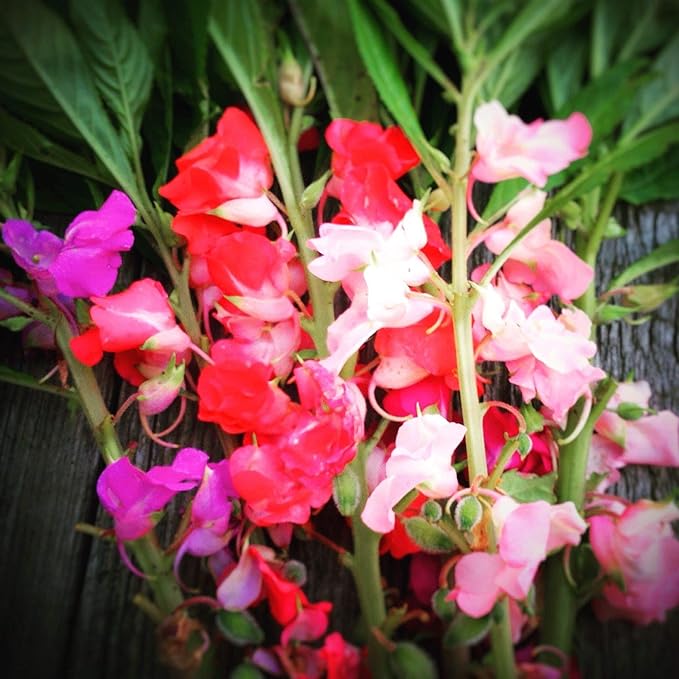 'Camellia Flowered Mix' Balsam Flower Seeds for Planting, 100+ Seeds Per Packet, (Isla's Garden Seeds), Non GMO & Heirloom Seeds, Scientific Name: Impatiens balsamina, Great Home Garden Gift