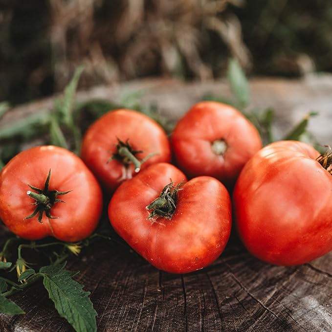 Anna Russian Tomato - 50 Seeds - Heirloom Pink Oxheart Tomato, Slicing/Paste Variety, Non-GMO Vegetable Seeds for Planting in The Home Garden, Thresh Seed Company