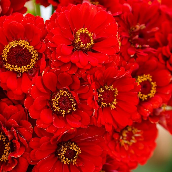 Eden Brothers Zinnia Seeds - Cherry Queen, Non-GMO Seeds for Planting, 1 oz | Low-Maintenance Flower Seeds, Plant During Spring, Zones 3, 4, 5, 6, 7, 8, 9, 10