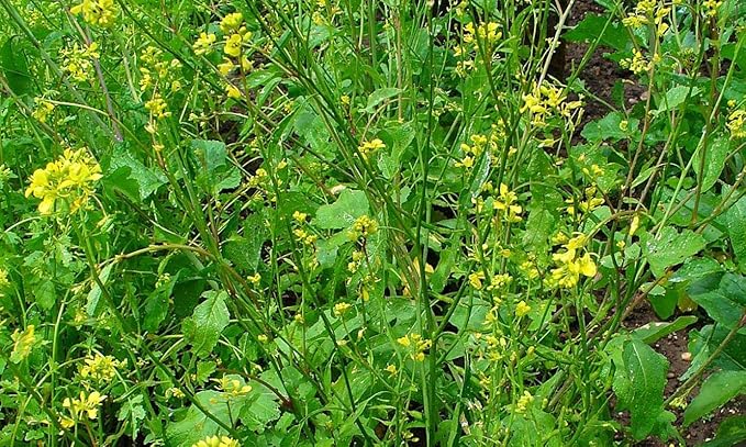 NIKA SEEDS - Seeds Vegetable Black Mustard - 500 Seeds