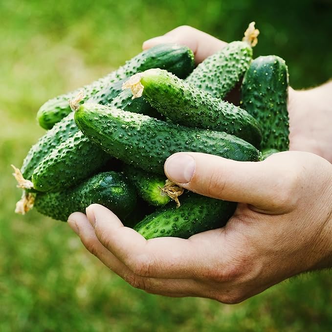 Organic Boston Pickling Cucumber Seeds - USDA Organic, Non-GMO, Open Pollinated, Heirloom, USA Origin (1 Packet - 4 Grams - Approx 100 Seeds)