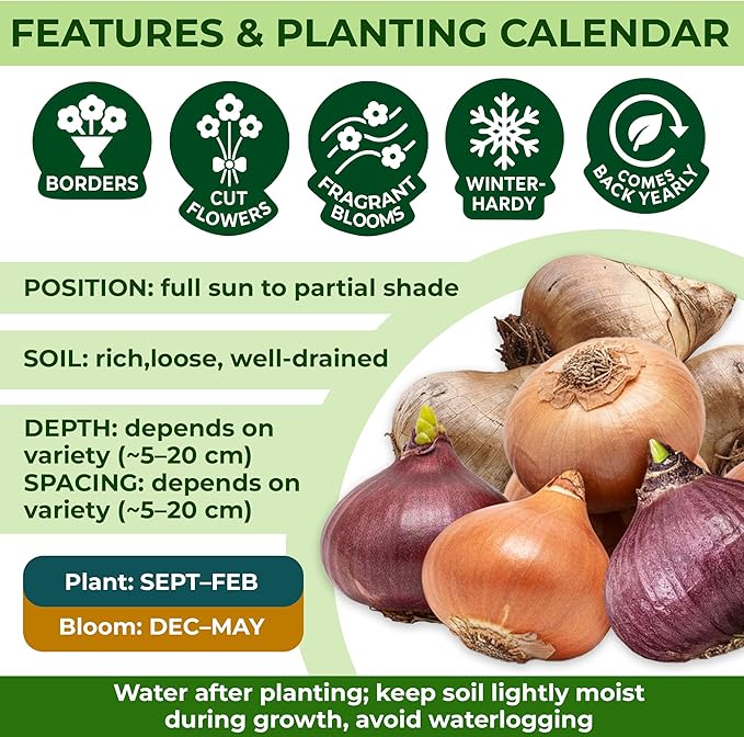Dutch Bulbs Spring Border Flower Bulb Collection (50 Bulbs) Exclusive Mix from The Netherlands, Hardy and Perennial for The Garden, pots (Large Bulbs, no Seeds, not Artificial)