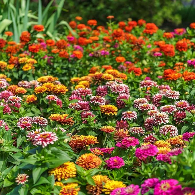 Eden Brothers Zinnia Seeds - Swizzle Mix