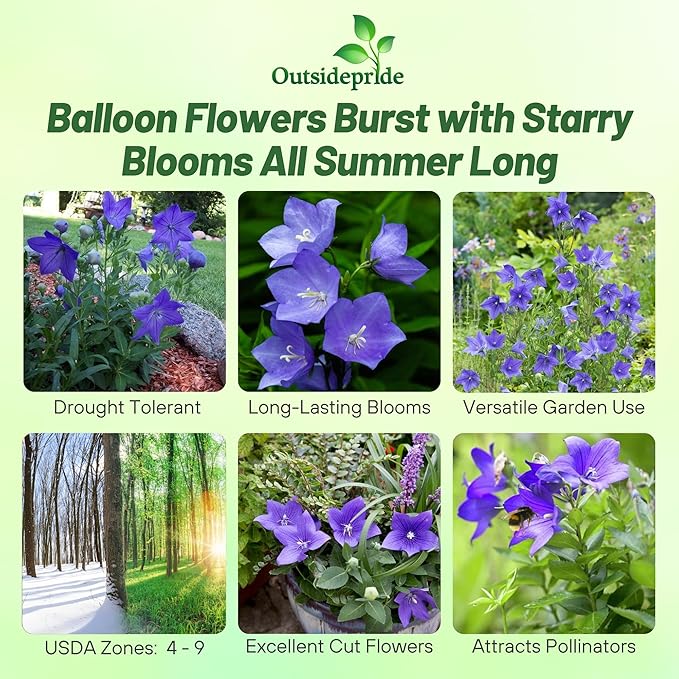 Outsidepride Blue Balloon Flower Seeds for Planting – 2000 Pcs Perennial, Drought-Tolerant, Easy to Grow, Low Maintenance, Pollinator-Friendly, Star-Shaped Blooms for Outdoor Gardens and Borders