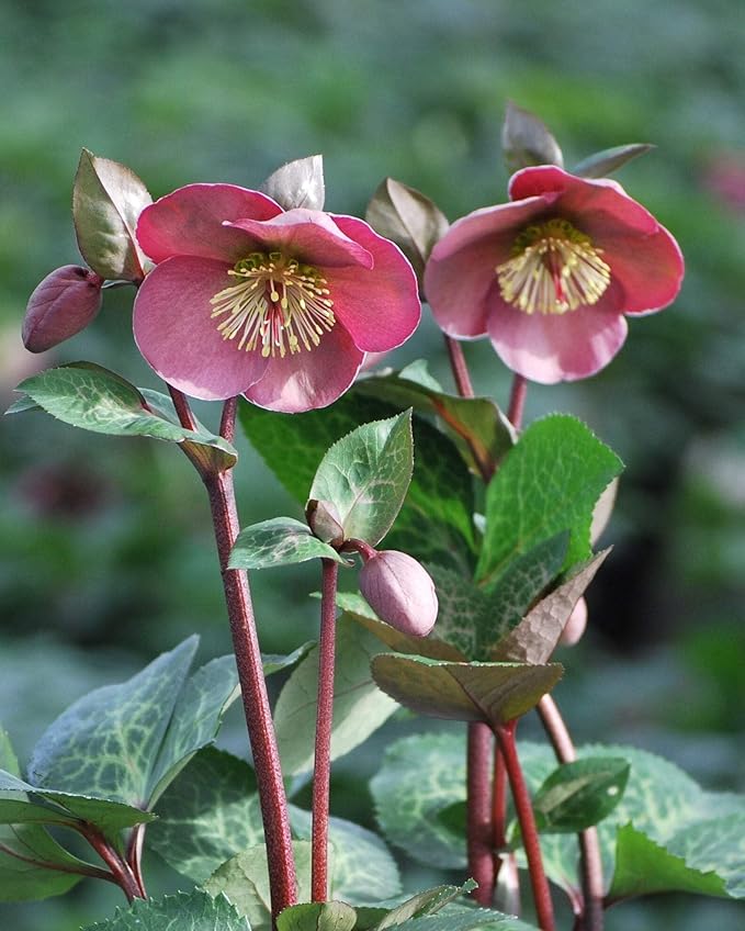 Perennial Farm Helleborus Frostkiss® Penny's Pink No. 1
