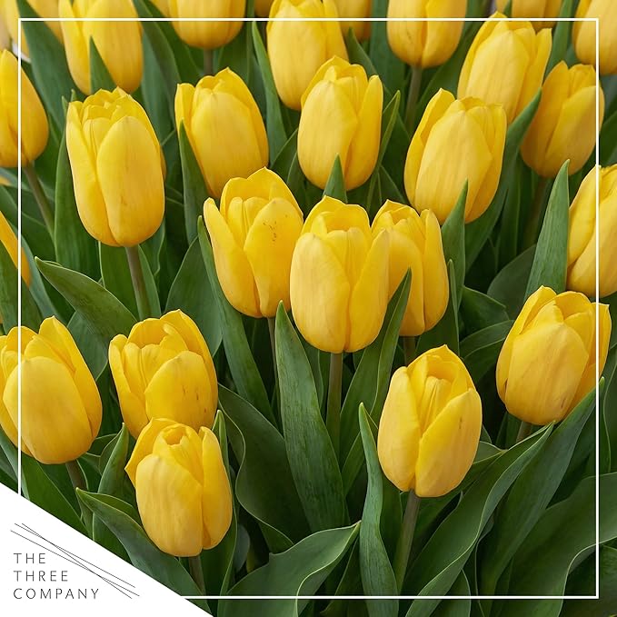 Live Flowering Tulip (4 Per Pack) - Yellow, Beautiful Spring Bulbs, Ships Dormant in 1 Pint Pot, Blooms in 2-3 Weeks