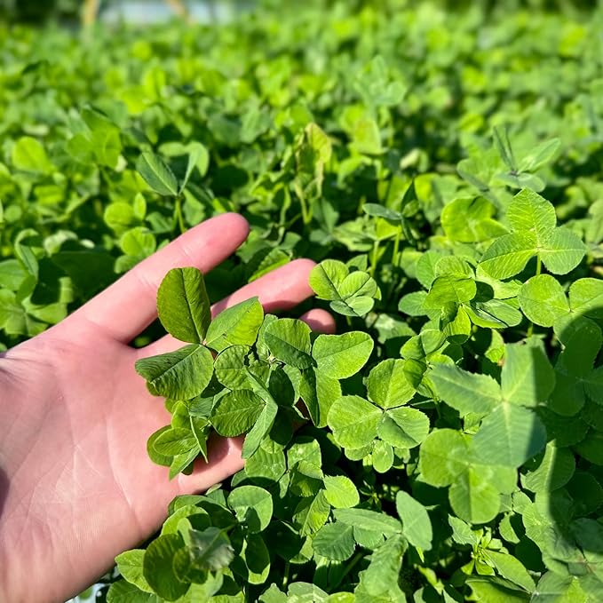 Clover Food Plot Seed for Deer and Turkeys, 1/2 Acre or 3 Acre, 5 Types of Clover, Perennial Blend, Cold Hardy, Drought Tolerant, Highly Palatable (1/2 Acre (3.5lbs))