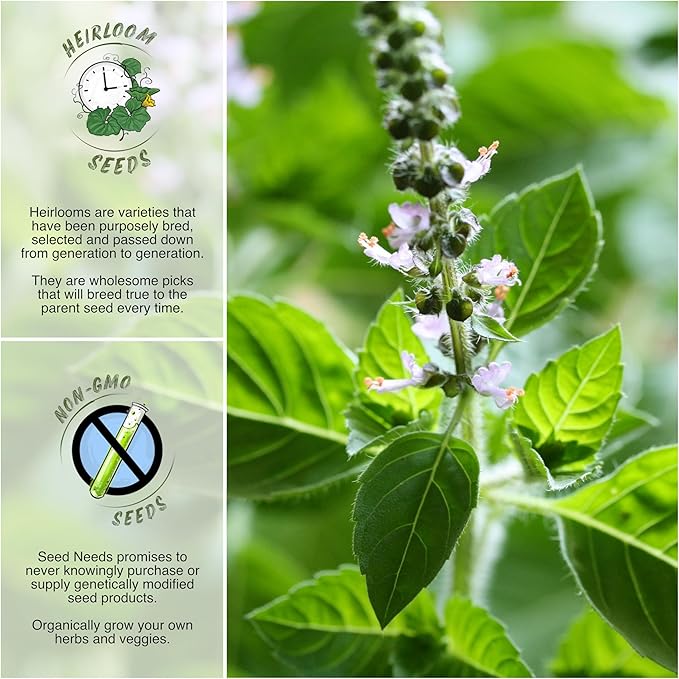 Seed Needs Holy Basil Tulsi Seeds for Planting - Non-GMO Heirloom & Untreated Medicinal Herbal Plants to Grow Indoors or Outdoors - Sacred Hindu Herbs (1 Pack)