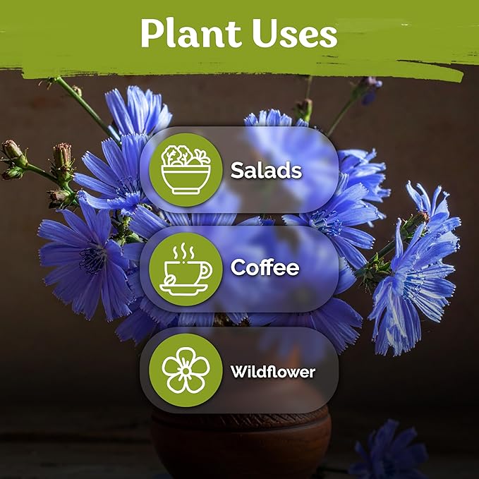 KVITER 550 Chicory Seeds for Planting (Cichorium intybus) – Blue Chicory Seed Packets – Heirloom Wildflower Seeds Bulk, Wild Flower Seed Packets, Perennial Wildflowers for Flower Garden Outdoors