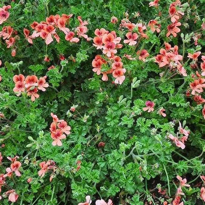 20 Mixed Geranium Seeds for Planting, Perennial Pelargonium Flower Seed, Heirloom Non-GMO Geranium Seeds for Small Garden Border, Home Outdoor
