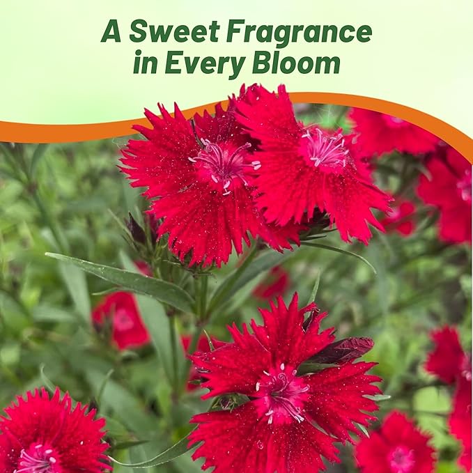 Outsidepride Superbus Red Dianthus Seeds for Planting - 5000 Pcs Easy to Grow & Hardy Perennial Flower Seeds with Colorful & Fragrant Blooms, for Mixed Plantings, Containers, & Pollinator Gardens