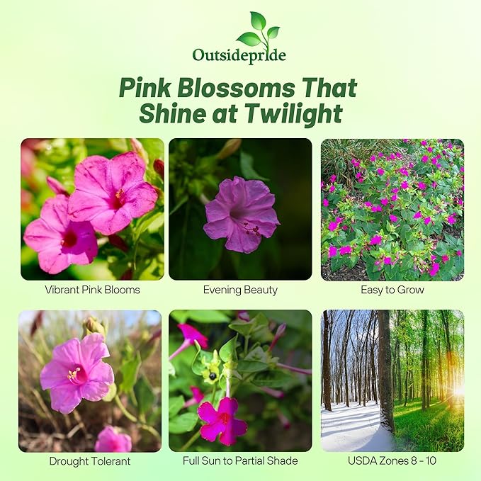 Outsidepride Pink Four O'clock Flower Seeds - 1 lb Perennial Fragrant, Trumpet-Shaped Blooms, Deer-Proof & Easy to Grow, for Pollinator & Evening Gardens, Containers, Hedges, or Borders