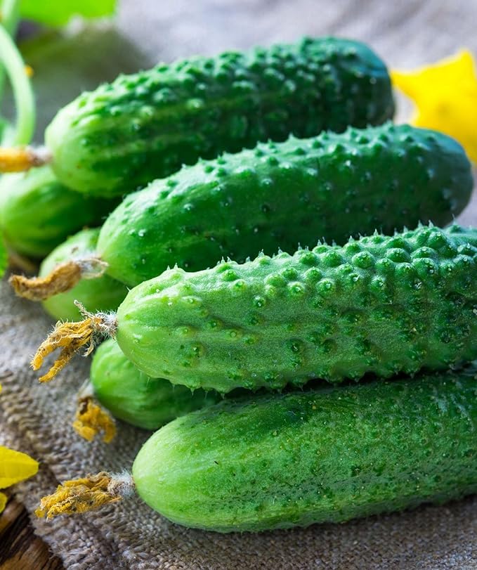 SeedsUP - 40+ Seeds Cucumber Bush Champion for Small-Space - Vegetable Green