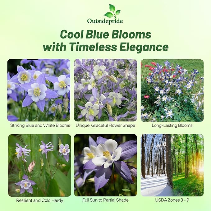 Outsidepride Blue Star Columbine Seeds - 1000 Pcs Perennial, Easy to Grow Flower Seeds for Planting, Suitable for Pollinator-Friendly Garden, Cut Floral Arrangements, Ground Covers, or Borders
