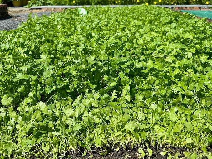 1000+ Organic Cilantro Seeds – Ngò Rí, Coriander, Chinese Parsley – Non-GMO, Heirloom, Made in USA – Herb Seeds for Yard & Garden