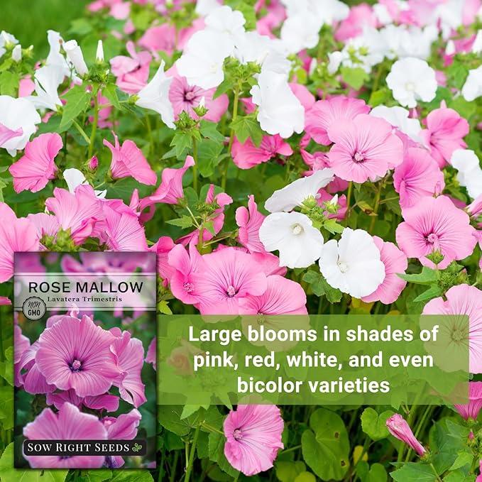 Sow Right Seeds - Rose Mallow Hibiscus Seeds for Planting - Non-GMO Heirloom Packet with Instructions to Grow - Tropical and Exotic Annual Tree Mallow - Blushing Rouge and Scarlet Blooms (1)