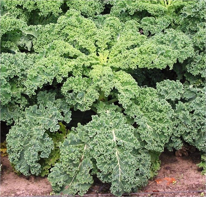 300+ Seeds Bush Kale Giant Cabbage - Vegetable Green