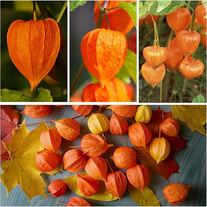Seed Needs Chinese Lantern Seeds for Planting (Physalis Alkekengi) Heirloom & Open Pollinated Orange Ornamental Husk Cherries - Annuals to Plant an Outdoor Garden (5 Packs)