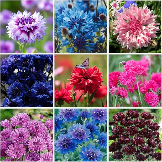 1007+ Cornflower Seeds Mix for Planting, Dwarf Cornflower Seeds Perennial, Corn Flower Seed Non-GMO Heirloom Plant Seed Garden Outdoor