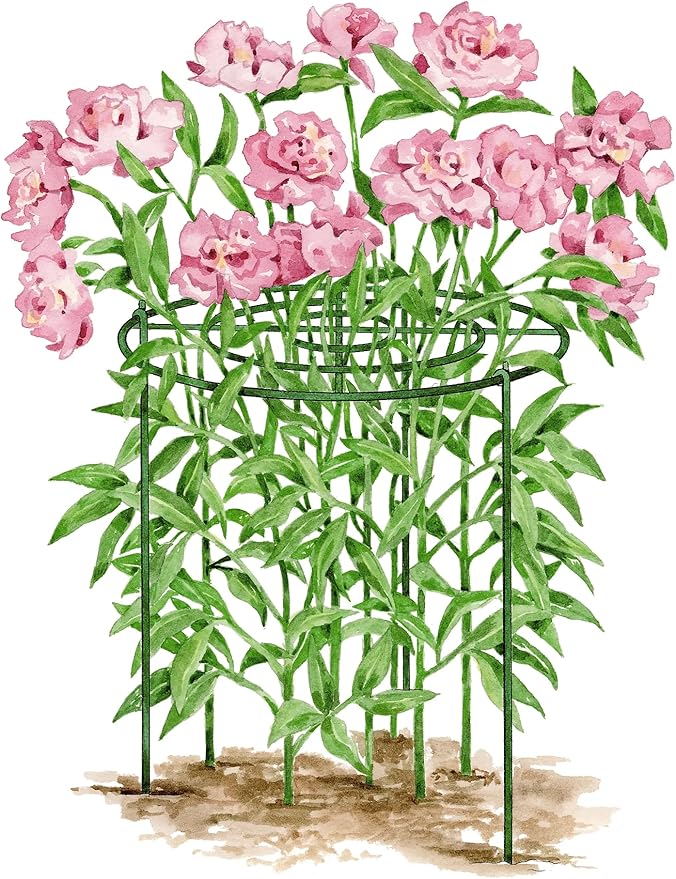 Gardener's Supply Company Grow Through Plant Support | Sturdy Metal Plants Support Frame for Peonies and Other Flopping Flowers | 30" H X 24" D (Set of 3) - Large