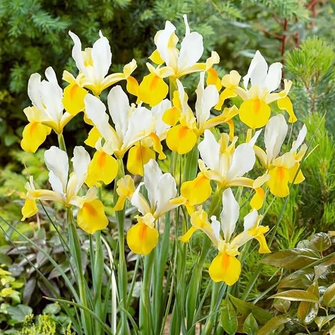 Votaniki Iris hollandica 'Apollo' (Dutch Iris) Bulbs - Hardy Perennial for Spring Blooms | Stunning Yellow & White Flowers, Easy to Grow, Perfect for Cut Flower (100 Pack)