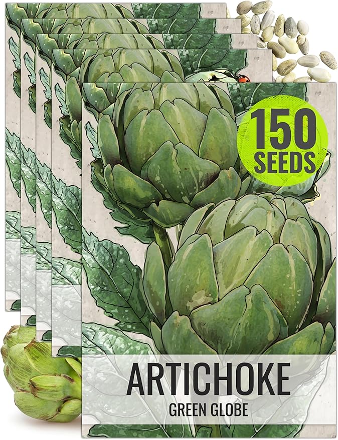Seed Needs Artichoke Seeds for Planting Green Globe Artichokes - Non-GMO Heirloom & Untreated - Grow an Outdoor Home Grown Vegetable Garden for Fresh Produce (5 Packs)