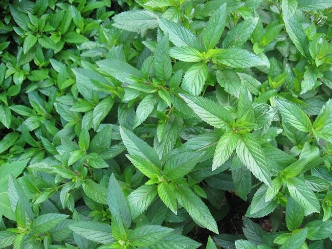 Peppermint Great Garden Herb by Seed Kingdom Bulk 4,000 Seeds
