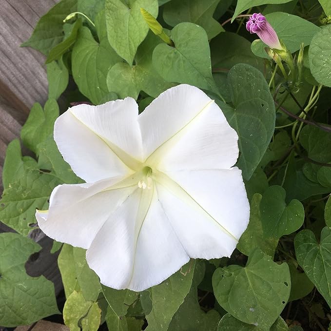Eden Brothers Moonflower Seeds, Non-GMO Seeds for Planting, 1 oz | Low-Maintenance Flower Seeds, Plant During Spring, Zones 4, 5, 6, 7, 8, 9, 10