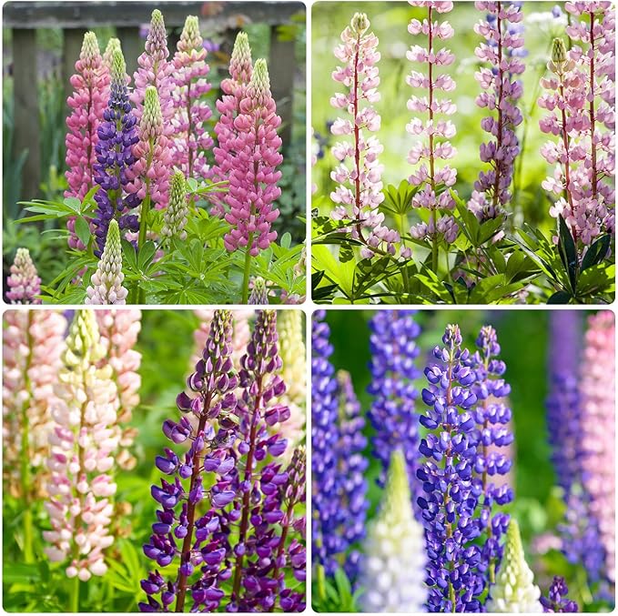 Groundio Russell Lupine Seeds, Lupinus Ployphyllus 36-48 Inch Tall Mix Color Flower, Red, White, Pink, Purple Perfect for Garden, Non-GMO | Heirloom | Open Pollinated, USDA Zone 3-9