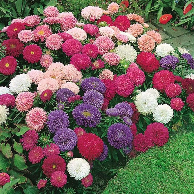 NIKA SEEDS - Seeds Flowers Aster Princess Mix Annual - 100 Seeds