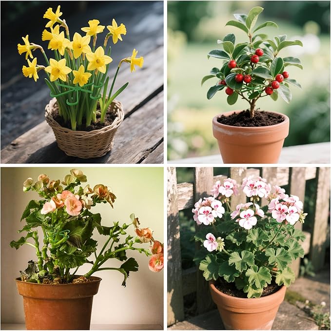 Augshy 20 Pcs Plant Stem Support Reusable Plant Growth Accessories,4 Sizes Climbing Houseplant Stem Holders for Flower Plants Indoor Outdoor Promote Prosperous Growth