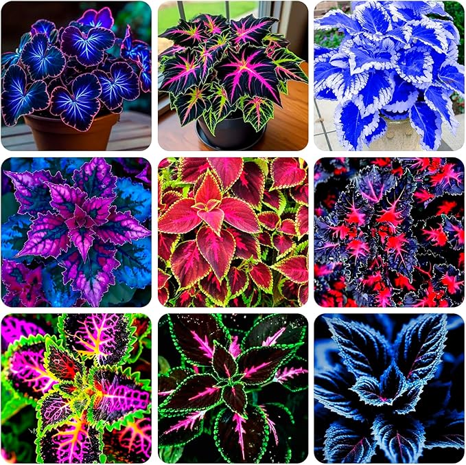 155+ Coleus Rainbow Mix Seeds for Planting Outdoor-Perennial Beautiful Flower Plant in Your Home Garden Attractive and Colorful