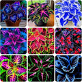 155+ Coleus Rainbow Mix Seeds for Planting Outdoor-Perennial Beautiful Flower Plant in Your Home Garden Attractive and Colorful