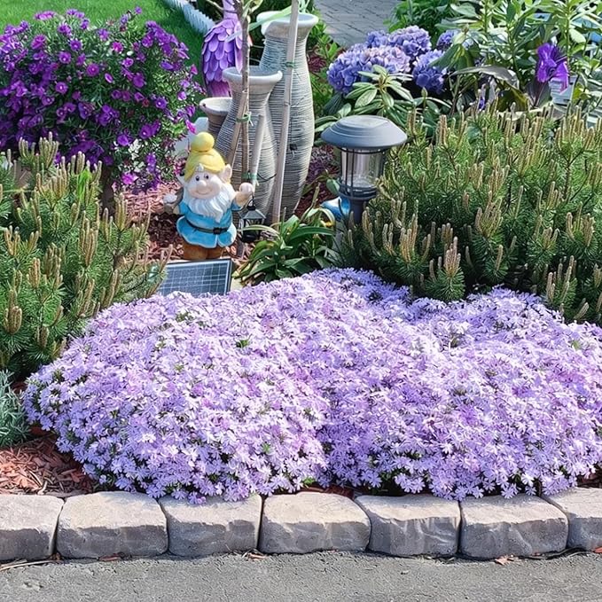 Creeping Phlox Seeds for Planting, 1000+pcs Rare Perennial Creeping Purple Phlox Flower Seeds Plants, Non-GMO Heirloom Dwarf Ground Cover Beauty Flowers Plants for Home Garden Outdoors