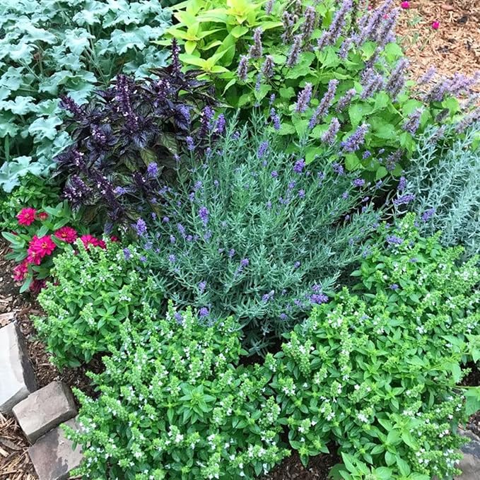 Set 3 Assorted Herb Plants, 3 to 6 Inch Tall Mixed Herb Starter Plants, Oregano, Rosemary, Lemon Balm, Lavender, Mint and Other Varieties, Without Pot, Fragrant Herbs Plant for Garden