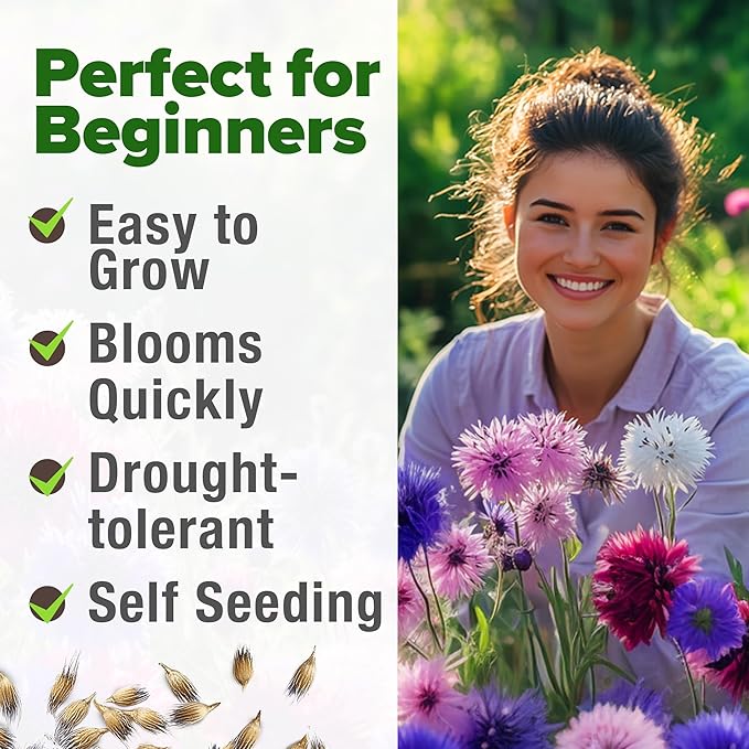 HOME GROWN Bachelor Button Flower Seeds Tall Mix 700+ Cornflower Heirloom Seeds for Planting - Quick Blooming, Non-GMO, Pollinator Friendly, Easy to Grow Wildflowers USA Grown (Centaurea cyanus)