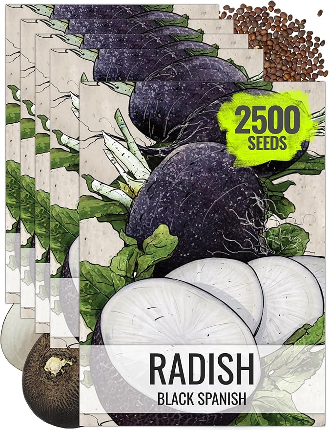 Seed Needs Radish Seeds for Planting Black Spanish Radishes - Non-GMO, Heirloom & Untreated - Grow a Home Grown Vegetable Garden - Cool Weather Crops (5 Packs)
