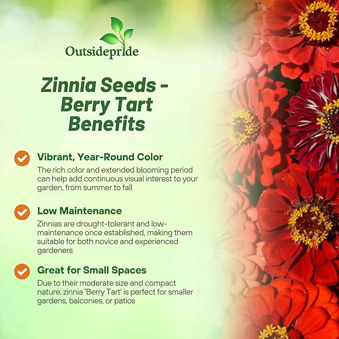 Outsidepride Berry Tart Zinnia Seeds - 2000 Pcs Annual, Heat & Drought Tolerant Flower Seeds for Planting w/Vibrant Blooms for Pollinator Gardens & Floral Arrangements