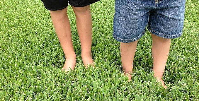 18 St. Augustine 'Palmetto' 3 Inch Sod Plugs - Drought, Salt & Shade Tolerant Grass