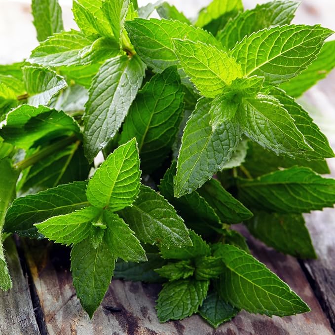 Seed Needs Peppermint Seeds for Planting - Non-GMO, Heirloom & Untreated - Medicinal/Culinary Herb to Plant a Home Grown Indoor or Outdoor Garden (2 Packs)