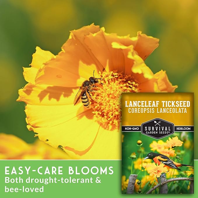 Native Lanceleaf Tickseed Seeds for Planting (Coreopsis Lanceolata) | Golden Yellow Blooms | Heat & Drought Tolerant Wildflower - Survival Garden Seeds - 1 Pack