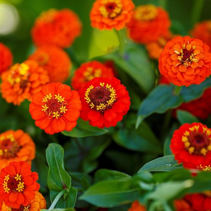 Eden Brothers Zinnia Seeds - Lilliput Orange, Non-GMO Seeds for Planting, Packet | Low-Maintenance Flower Seeds, Plant During Spring, Zones 3, 4, 5, 6, 7, 8, 9, 10