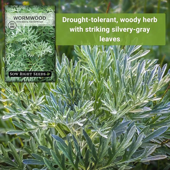 Sow Right Seeds - Wormwood Seeds for Planting - Non-GMO Heirloom Packet with Instructions to Plant & Grow an Outdoor or Indoor Herb Garden - Sagewort Repels Mosquitoes - Medicinal Worm Wood Herb (1)